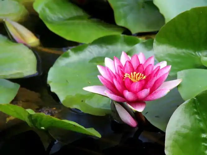 为什么佛菩萨都坐在莲花上面呢?