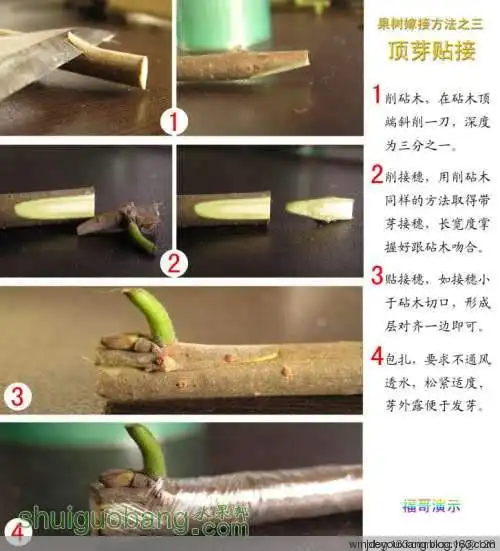 新农人必学的12种果树嫁接法演示图
