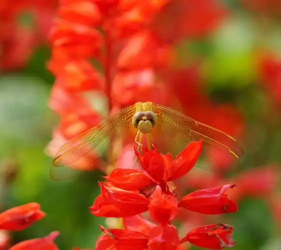 红色花卉上的蜻蜓壁纸