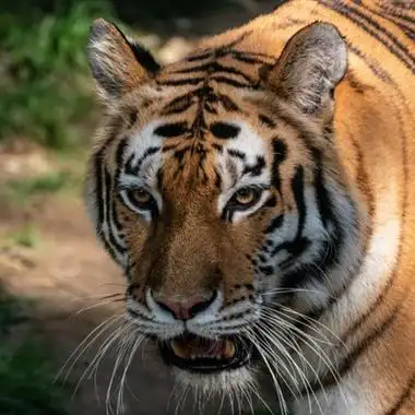 微信头像老虎霸气图片 男生专用霸气老虎头像