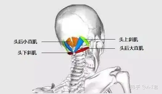 枕下肌群 | 换季感冒头疼?可以试试它~ - 知乎