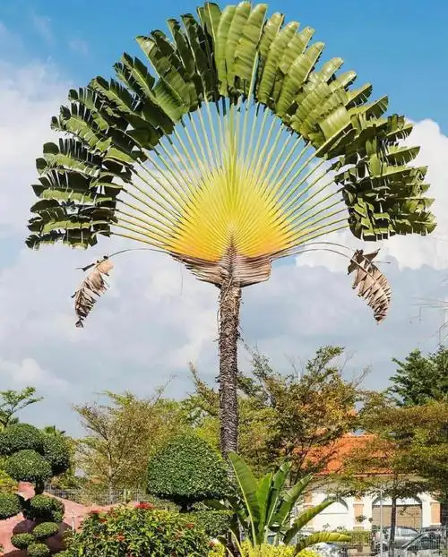 旅人蕉鹤望兰的plus版