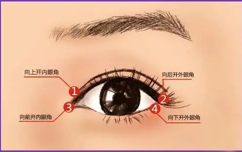 眼的外部有上睑和下睑两部分,其间为眼裂,上下眼睑内侧结合处为内眦