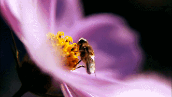 蜜蜂采花粉来酿蜜,可以说是把春天的冲和之气,生发之气收藏起来了.