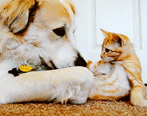 活好不粘人的妹子有很多但是不爱你