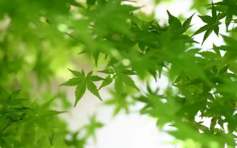 壁纸,植物,绿色
