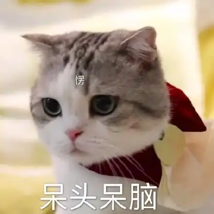 萌宠gif猫星人gif呆头呆脑gif傻乎乎gif呆萌gif可爱gif