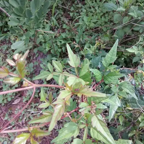 新鲜现挖白蔹中草药药材500g见肿山地地瓜红薯其他药食同源食品