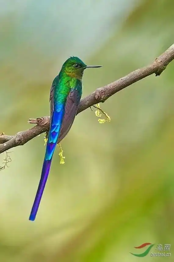 紫长尾蜂鸟,鸟中的公主. - 抖音