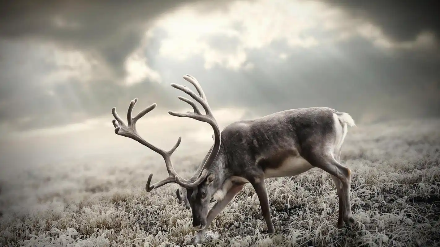 冬日里的麋鹿唯美创意高清桌面壁纸高清大图预览1920x1080_动物壁纸