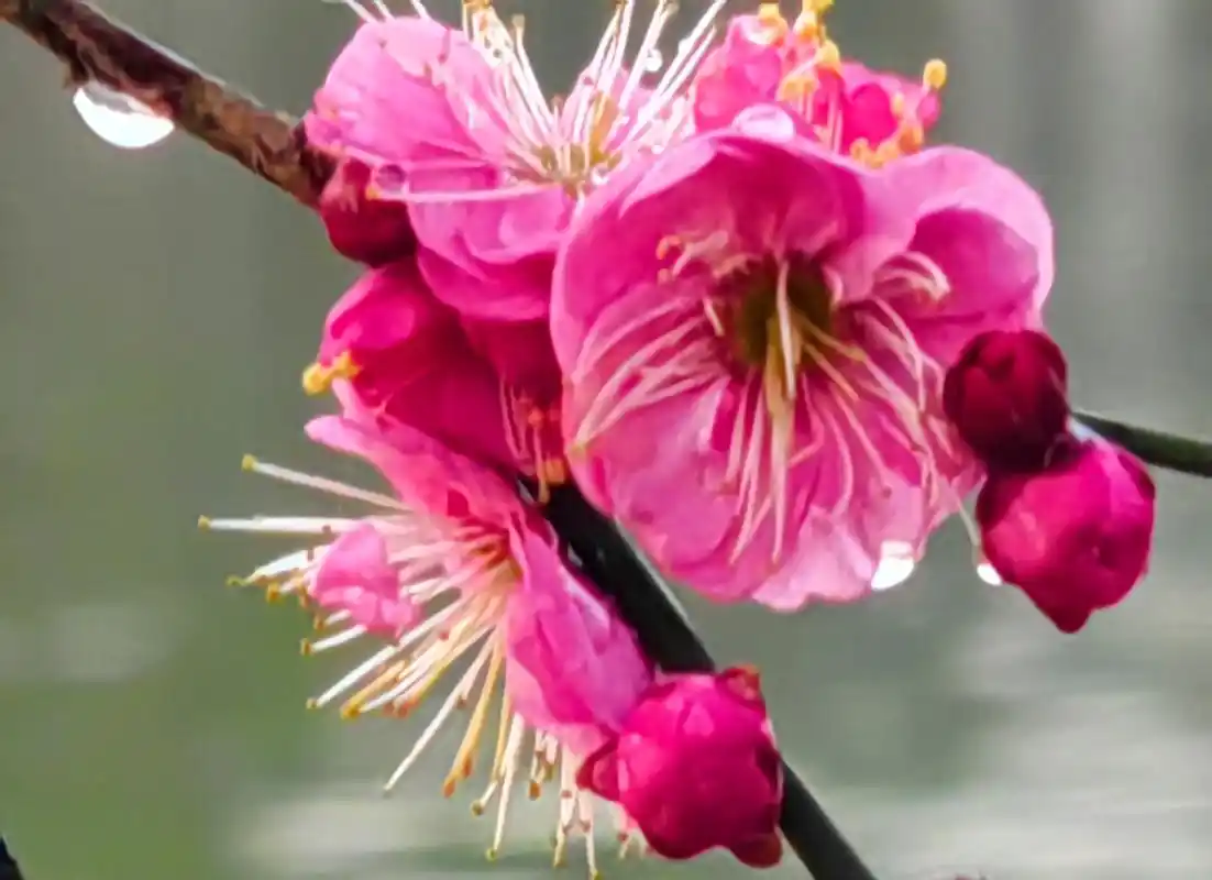 胡立强摄影:水滴梅花花更艳