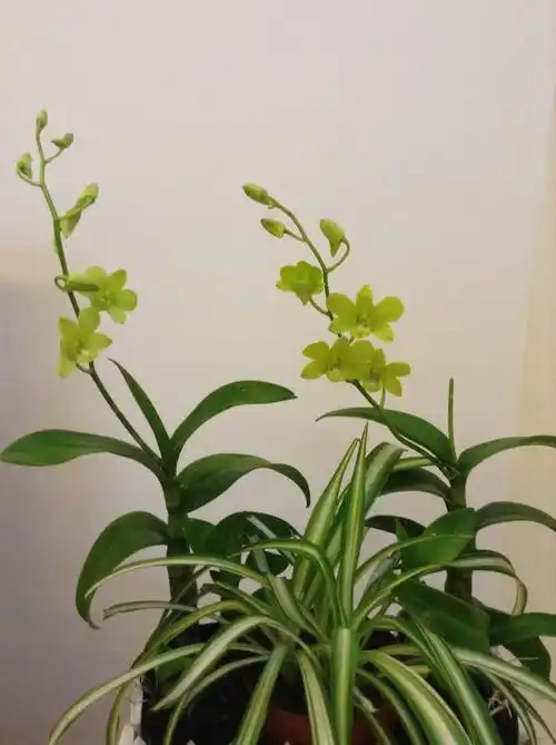 老祖先说"家中养3兰,吉祥又平安",花友:很有道理