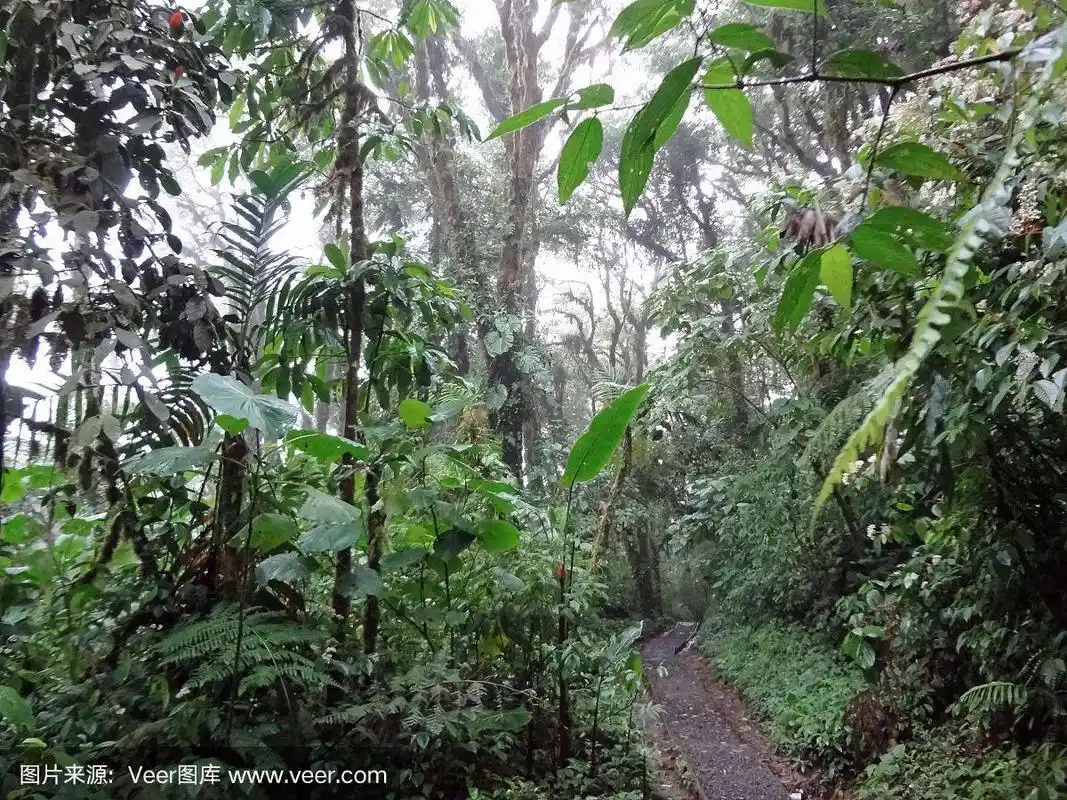 哥斯达黎加雨林