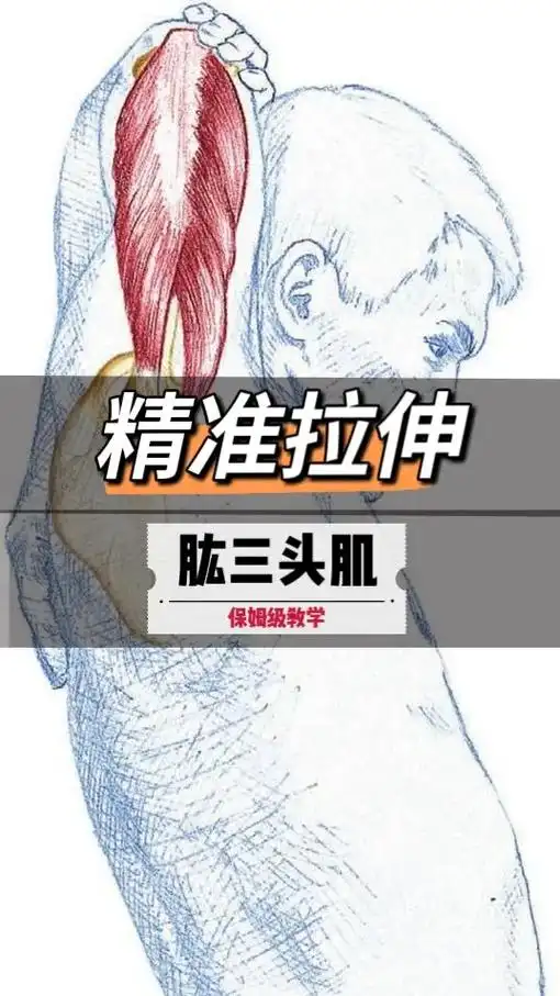 肱三头肌拉伸