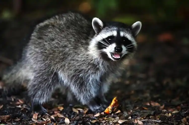 在加拿大温哥华旅游时,发现几个野生獾在抢吃东西,小家伙非常可爱