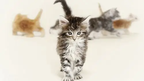 可爱猫咪楚楚动人的眼神电脑桌面高清壁纸_动物壁纸_壁纸下载_美桌网