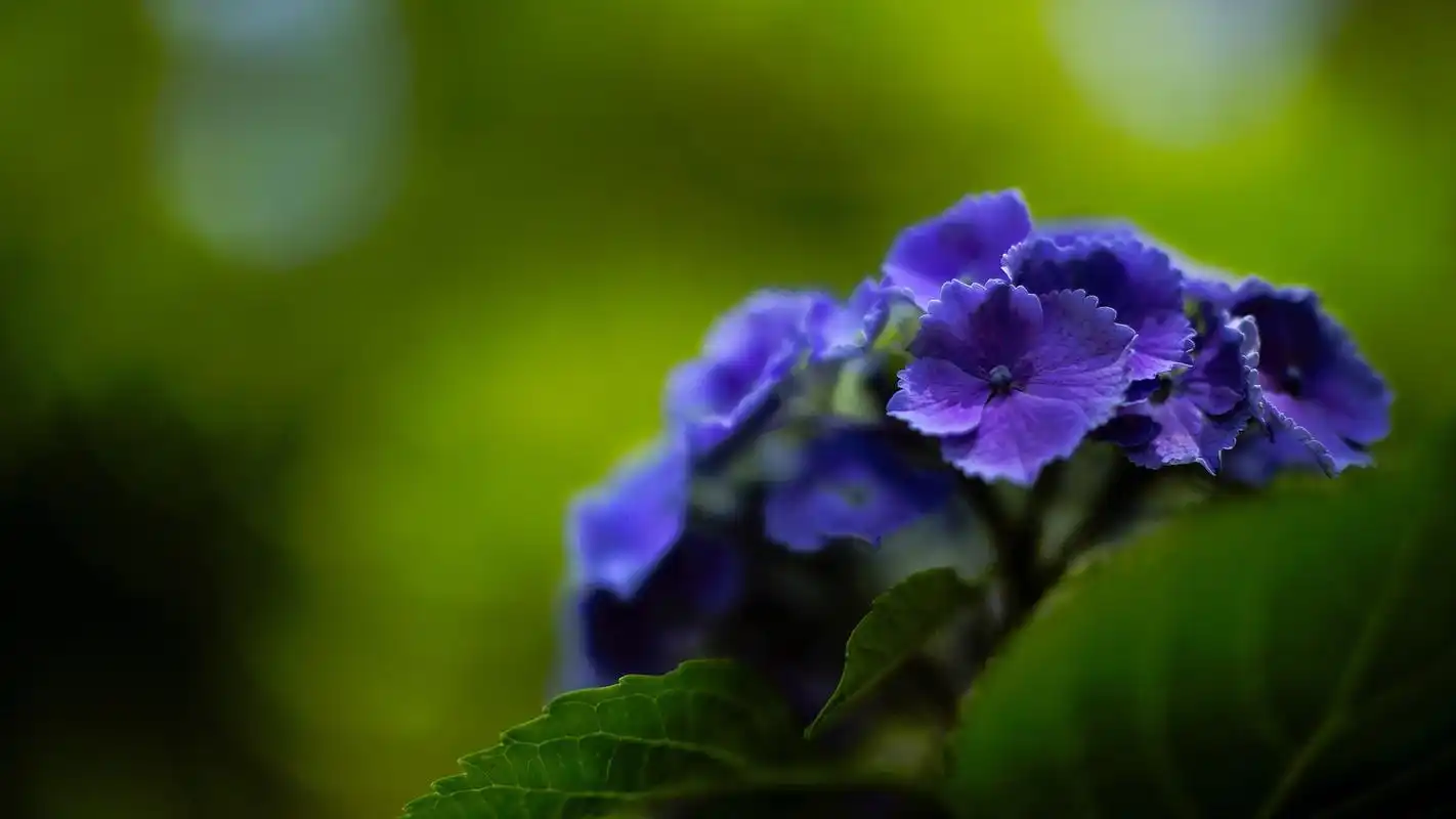 绿色护眼花卉植物高清唯美图片桌面壁纸