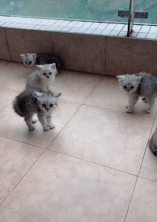 一群小猫见到主人就炸毛,疯狂尖叫,卸妆后杀伤力太强