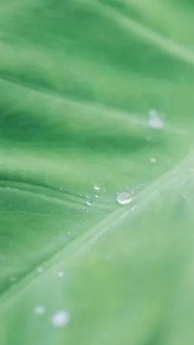 唯美清新绿色的大自然,高清桌面,手机锁屏图片-壁纸族