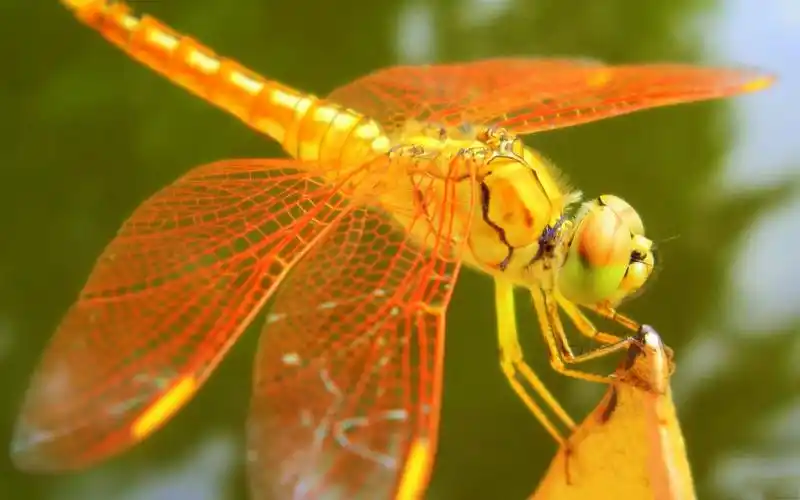蜻蜓摄影动物图桌面壁纸蜻蜓壁纸动物壁纸摄影壁纸大自然壁纸高清壁纸