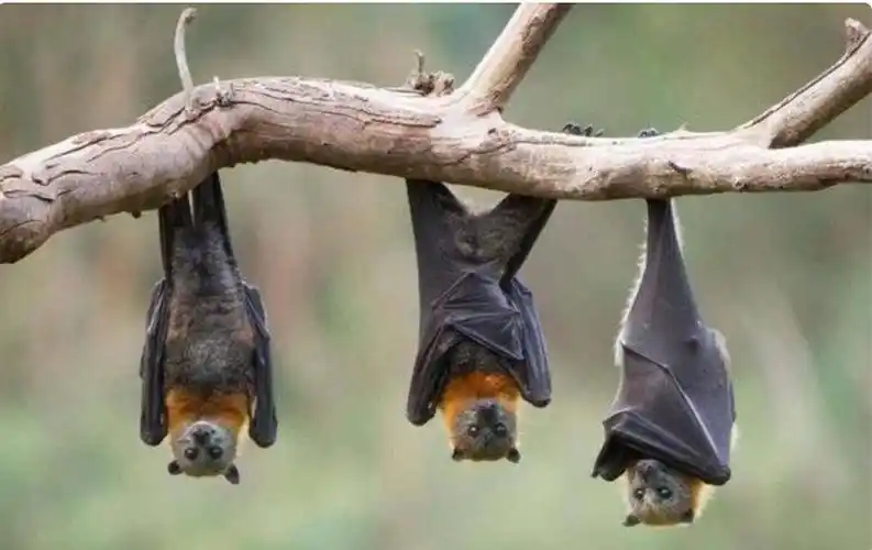 科普蝙蝠倒挂着睡觉它们头部血压不会升高不会充血吗