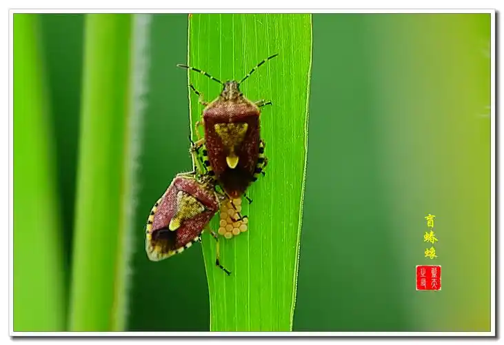 【首发】绿叶上的恋情·盲蝽蟓