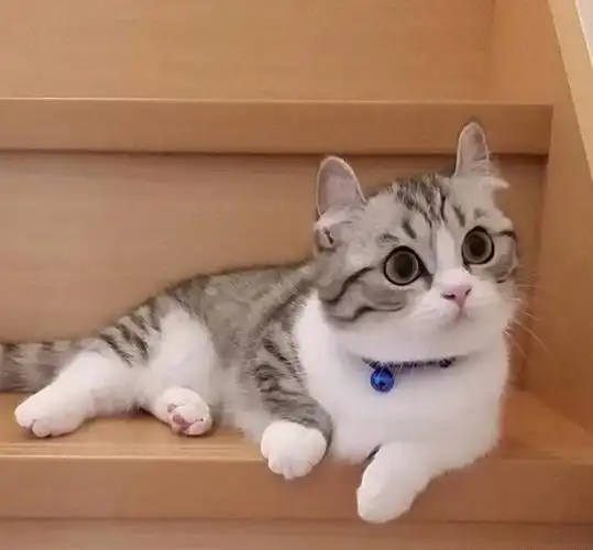 因为颜值太高,成为新晋"表情包"|猫咪|小奶猫|日本|萌宠