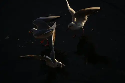 津门候鸟红嘴鸥拍摄于2020冬至节