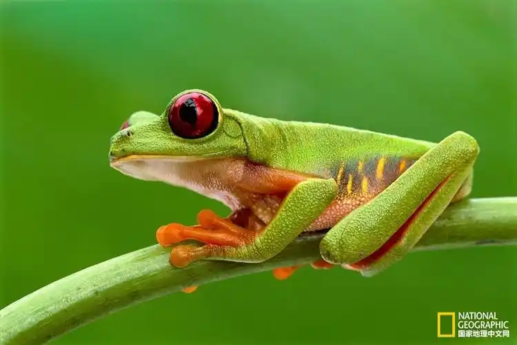 全世界最棒的野生动物摄影师到底拍了些啥
