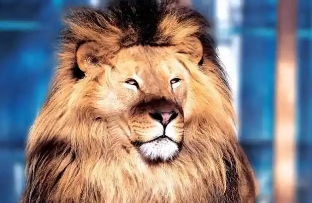 强大但不欺负弱小的星座,善良不惹事,但也不怕事|狮子座|处女座|完美