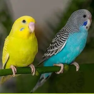 虎皮鹦鹉鸟活物鸟体小型手养玄风云斑会说话幼鸟宠物鸟活体可繁殖