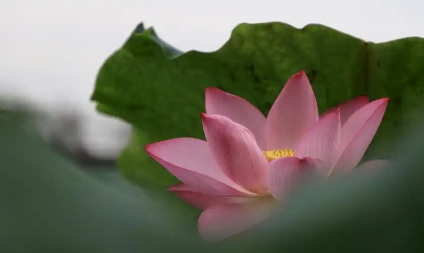 炎炎夏日.气温连续爬升.荷塘荷花悄悄绽放.找一处荷花盛开之地.