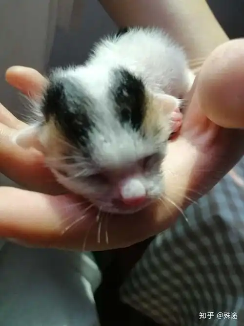 刚出生没多久的小奶猫怎么养?