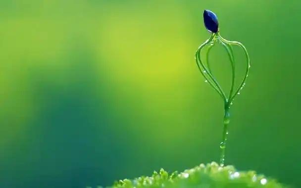 清新淡雅的花草唯美意境图片