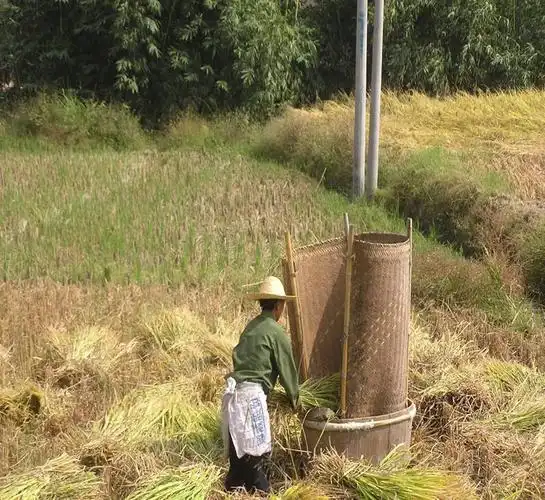 传统的脚踩式稻谷脱粒机