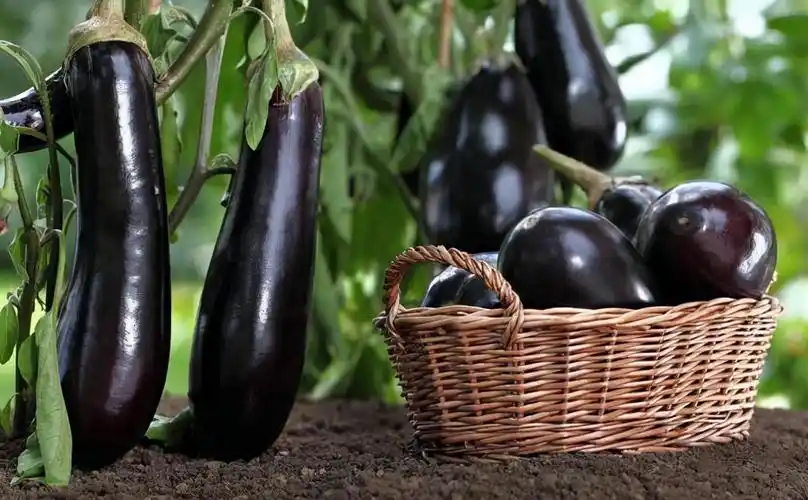 温室越冬茄子结果期要四防