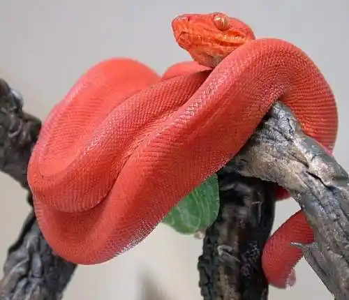 冷峻看看世界上最漂亮的蛇