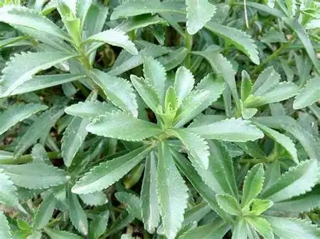 三七草云南七草的起阳草抗菌延时喷剂每次使用多少