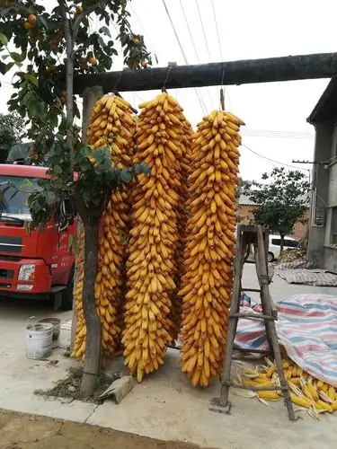 中秋节北方农民的丰收节