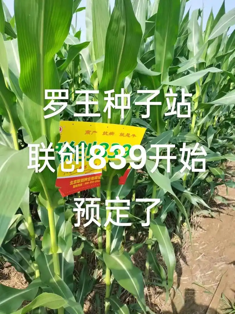 联创839苗齐苗壮长势好,穗大抗病产量高,#高产玉米种子 - 抖音