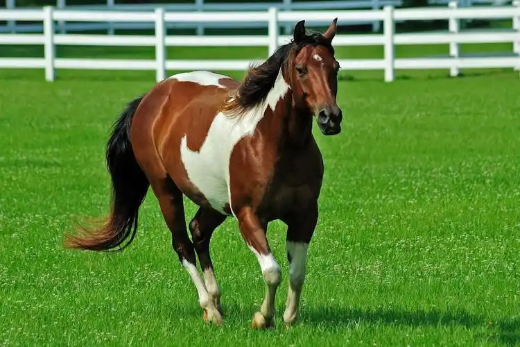 ***在走廊上的马***墙纸