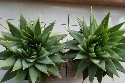 芦荟胖到爆炸,花朵开满了盆,就是用了这个方法!_开花_温度_土壤