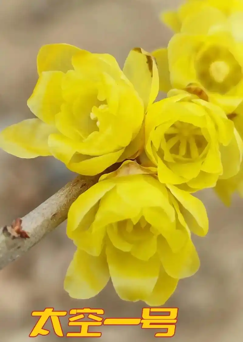 腊梅品种集锦 - 抖音