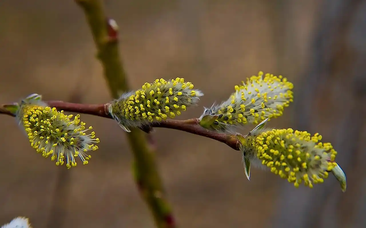 杨柳絮特写摄影高清桌面壁纸