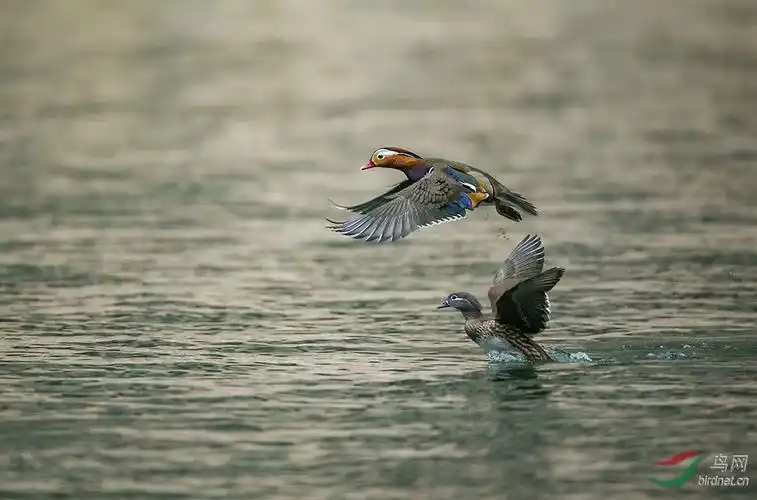 鸳鸯戏水蝶双飞