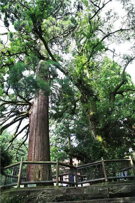 庐山三宝树景点