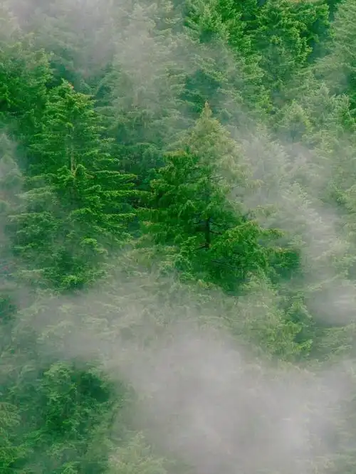 绿色太养眼了,看着这组壁纸都舒服了不少#壁纸 #养眼