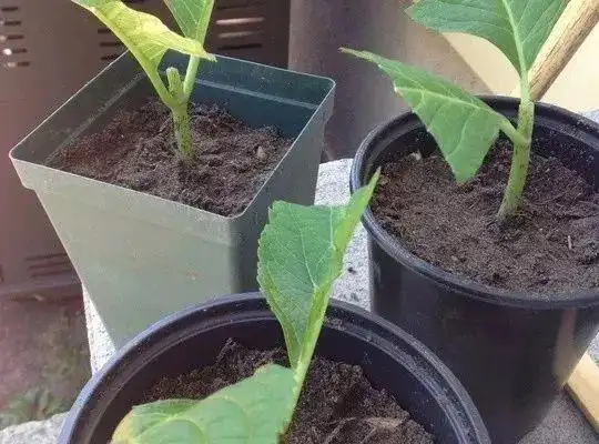 春节扦插这几种植物一插一个活一个月后爆满盆