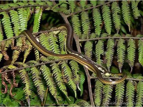 八莫过树蛇图册_360百科