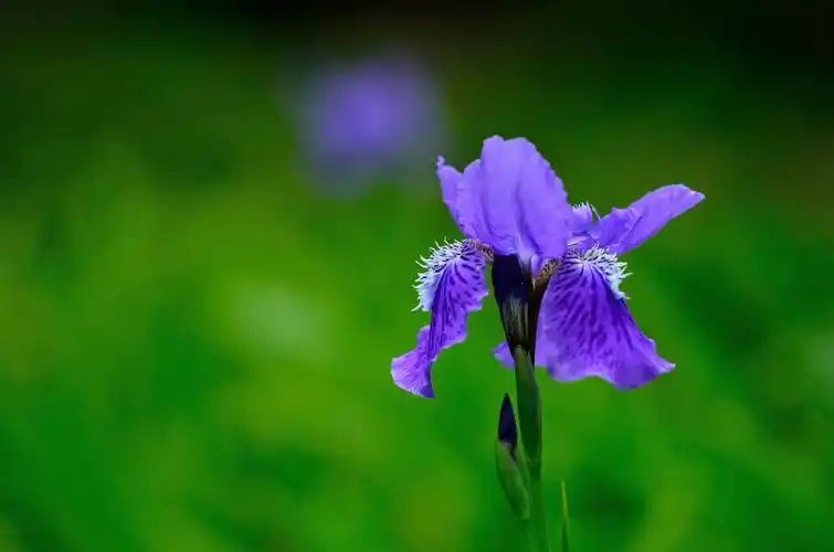 鸢尾,花名牵扯动物的不多,赶在鸢也并非俗物.